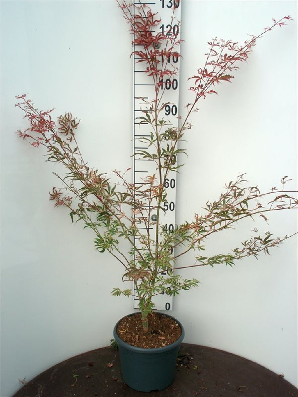 Acer shirasawanum - C10 60-80 CM